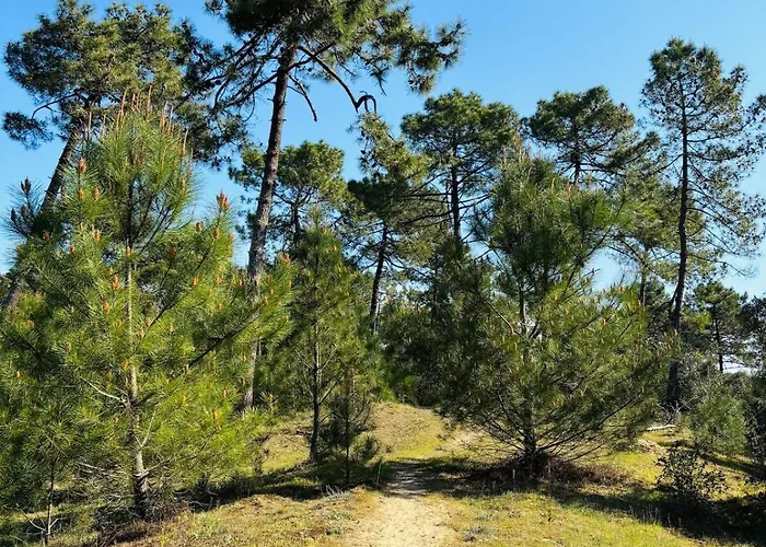 Duplex Cosy Neuf - Wifi - Balcon - En Bordure De Forêt De Pins - Proche Apartamento *